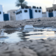 معقب دوائر حكومية