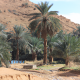 مكتب معقب الطائف